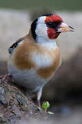 European Goldfinch