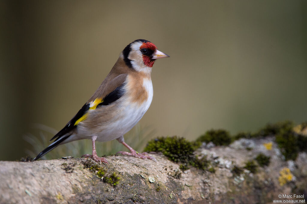 European Goldfinchadult, identification