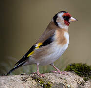 European Goldfinch