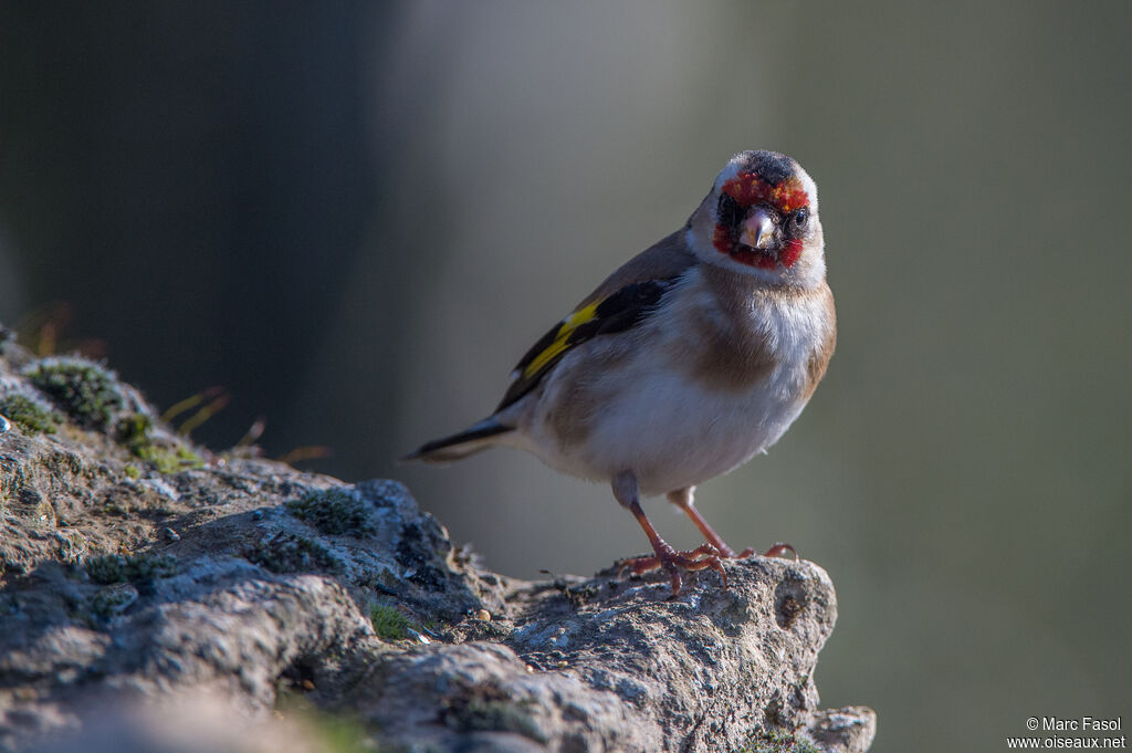 European Goldfinchadult, identification