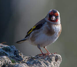 Chardonneret élégant