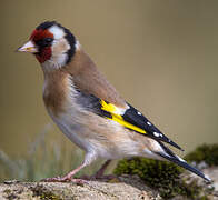 European Goldfinch