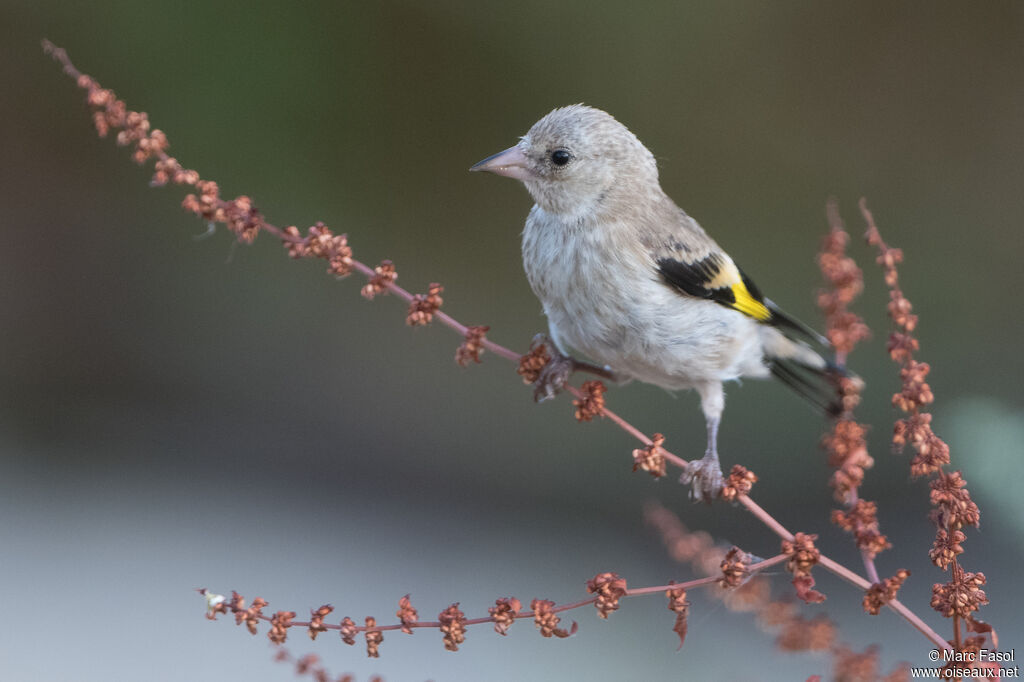 European Goldfinchjuvenile, identification