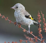 European Goldfinch