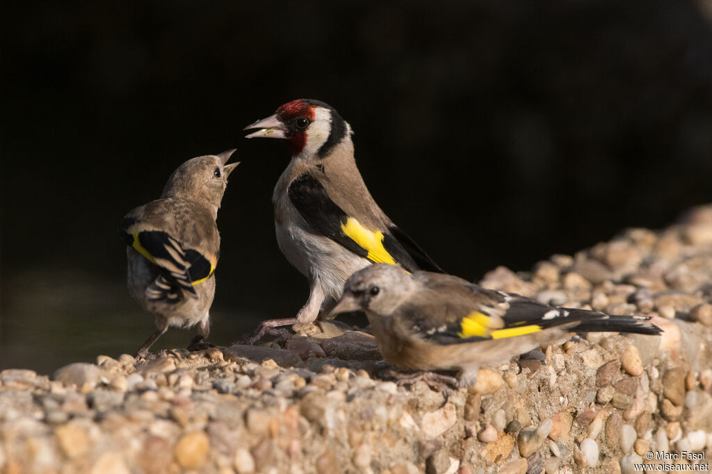 European Goldfinch, identification, drinks