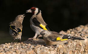 European Goldfinch