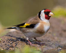 European Goldfinch