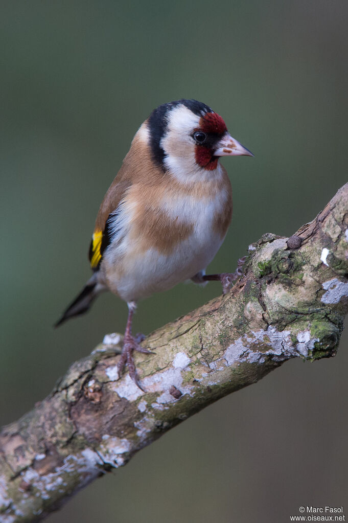 European Goldfinchadult, identification