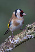 European Goldfinch