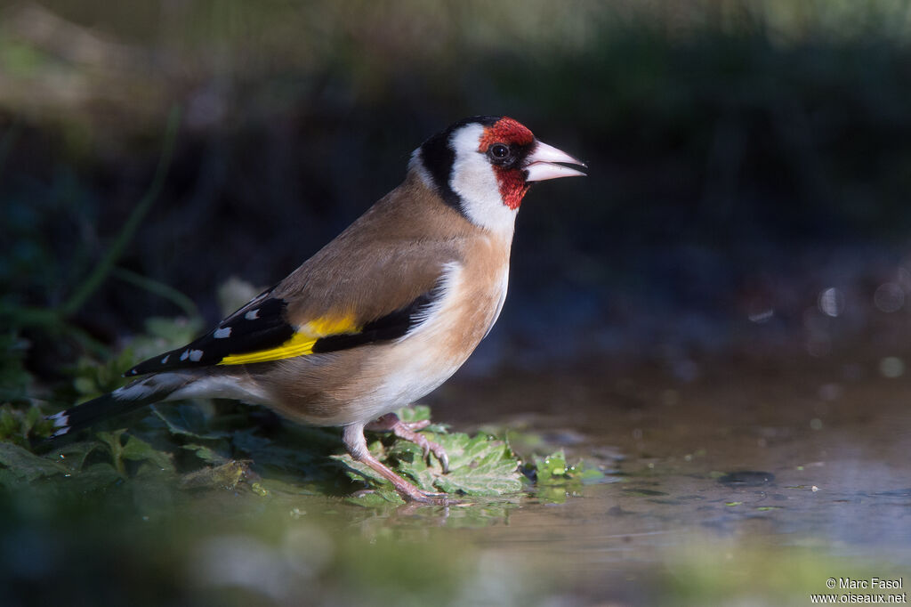 European Goldfinchadult breeding, identification, drinks