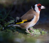 European Goldfinch