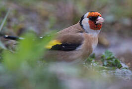 European Goldfinch