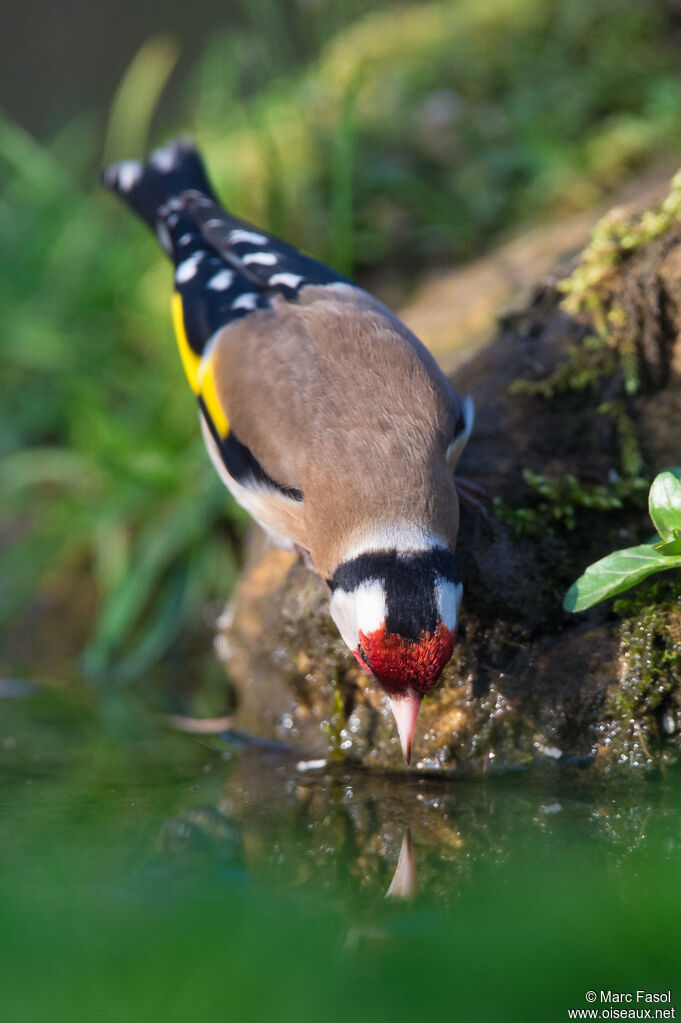 European Goldfinchadult breeding, identification, drinks