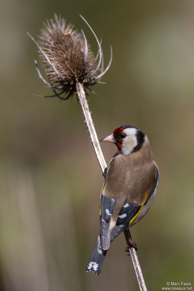 Chardonneret élégantadulte nuptial, identification