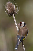 European Goldfinch