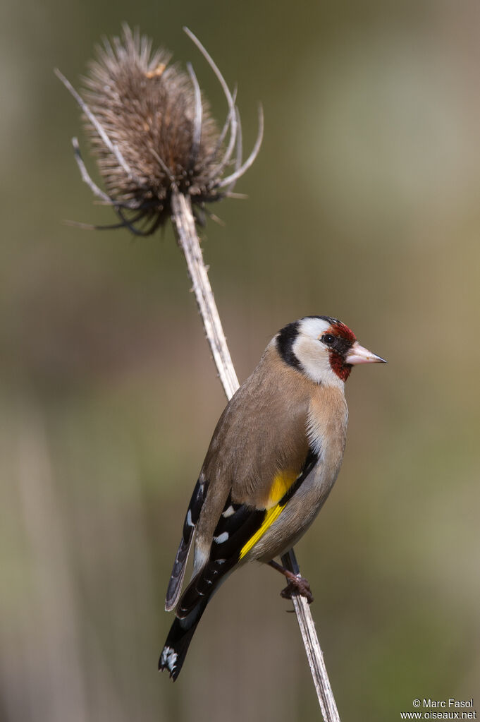 Chardonneret élégantadulte nuptial, identification