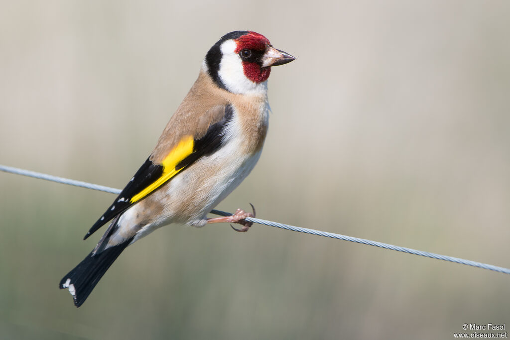 European Goldfinchadult breeding, identification