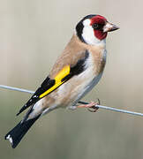 European Goldfinch