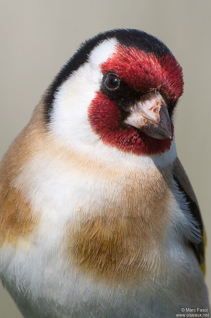 Chardonneret élégantadulte nuptial, portrait