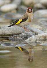 Chardonneret élégant