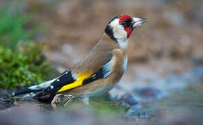 European Goldfinch