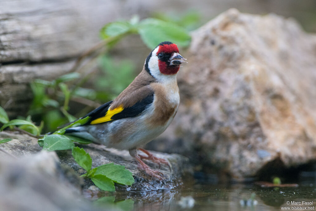 European Goldfinch adult, breeding, drinking