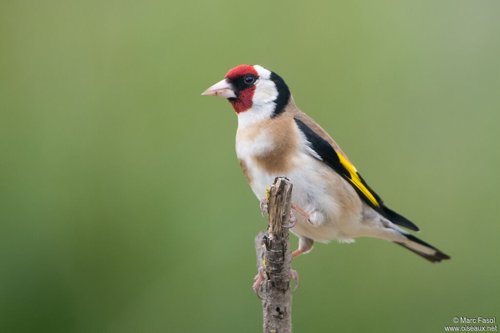 European Goldfinch adult, breeding, identification
