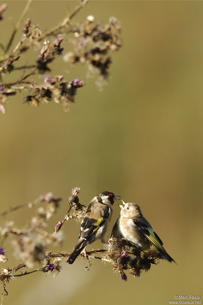 Chardonneret élégant, identification, régime, Nidification