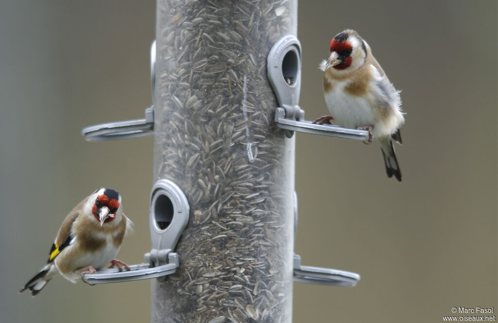 European Goldfinchadult post breeding, feeding habits