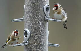 European Goldfinch