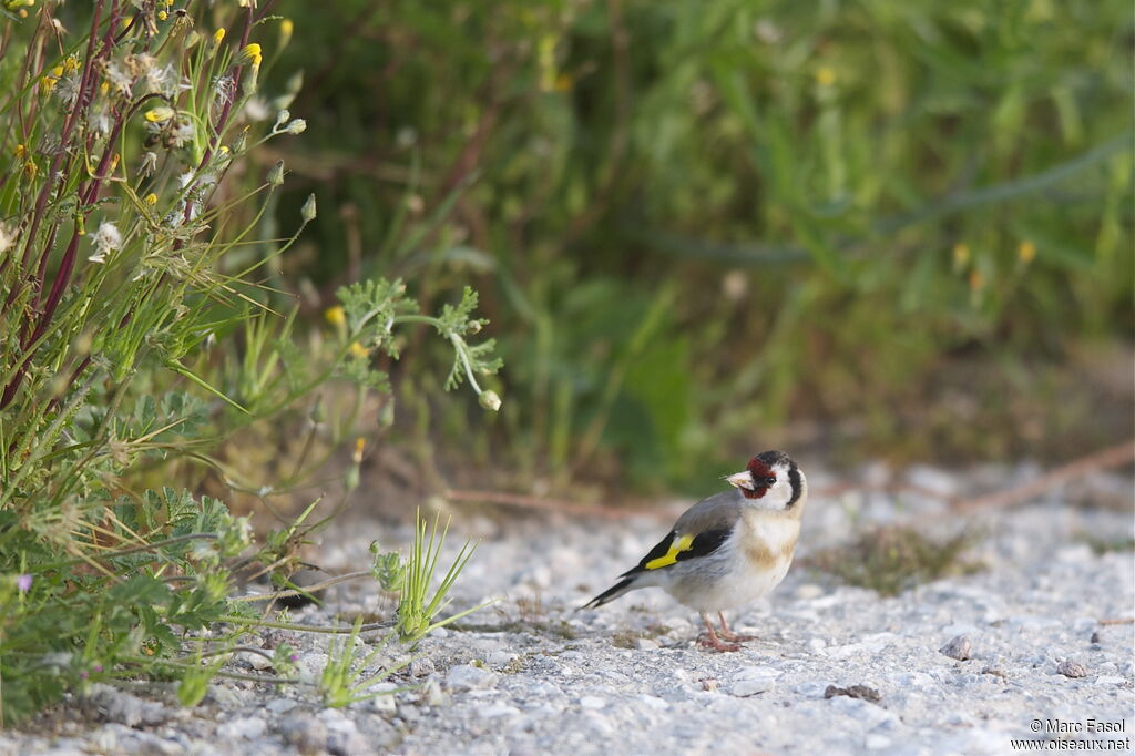 European Goldfinchadult breeding, feeding habits