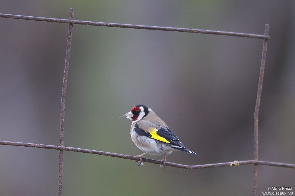 European Goldfinchadult breeding, identification, feeding habits