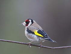 European Goldfinch