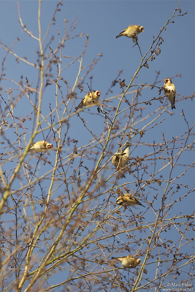 European Goldfinch, identification, feeding habits, Behaviour