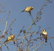 European Goldfinch