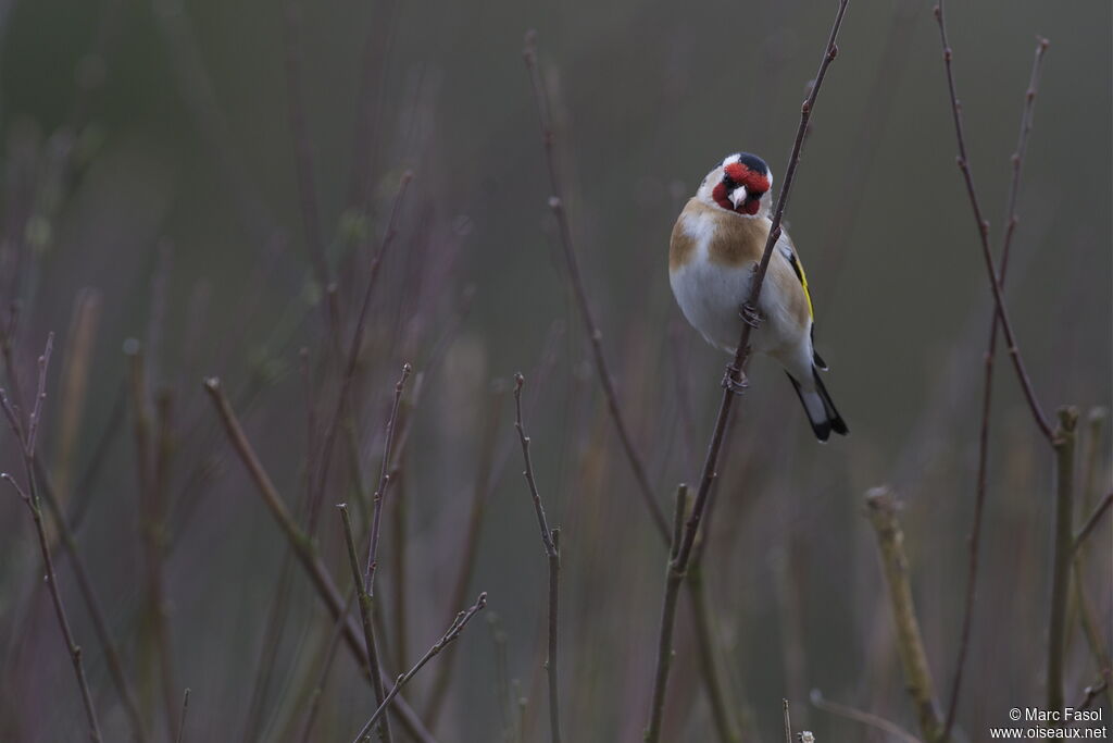 European Goldfinchadult breeding, identification