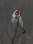 European Goldfinch