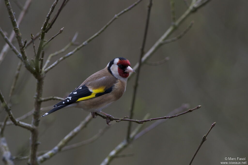 European Goldfinchadult breeding, identification