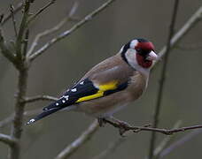 European Goldfinch