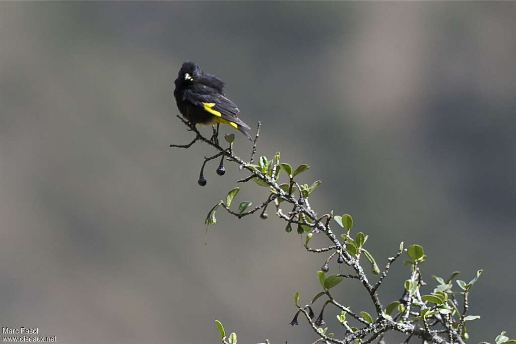 Black Siskin male adult, close-up portrait, Behaviour