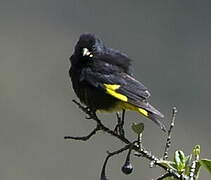 Black Siskin