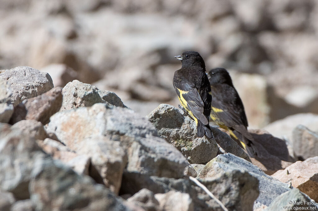 Chardonneret noiradulte, identification