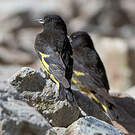 Chardonneret noir