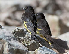 Black Siskin