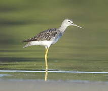 Lesser Yellowlegs