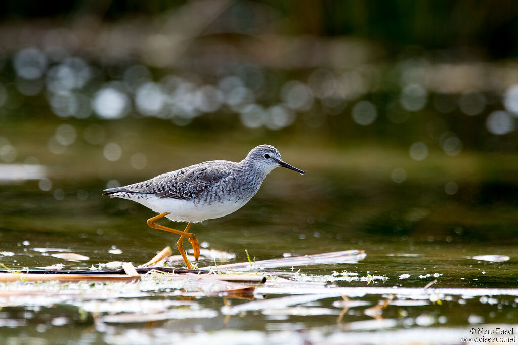 Lesser Yellowlegsadult, identification, walking