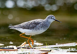 Lesser Yellowlegs