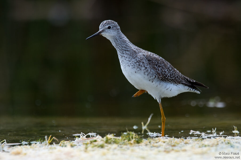 Lesser Yellowlegsadult, identification