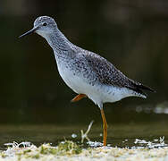 Lesser Yellowlegs