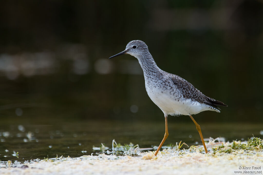 Lesser Yellowlegsadult, identification, walking